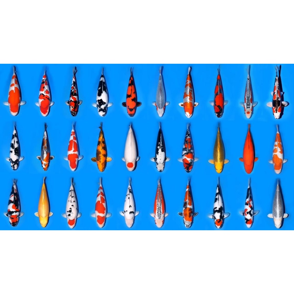 IKAN KOI PAKETAN 5 EKOR PLATINUM,OGON,SHOWA,SANKE SIZE 10-13CM