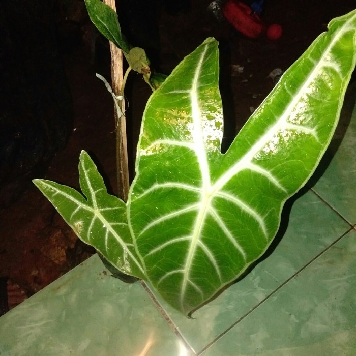 tanaman hias keladi amazon lokal