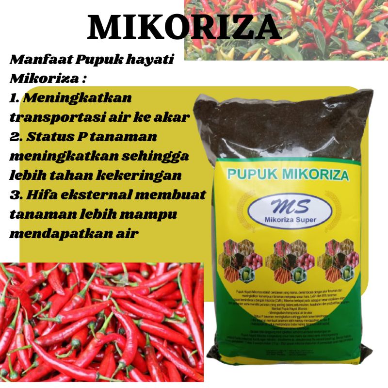 MIKORIZA, Pupuk Untuk Buah Cabai, Pupuk Cabai Yang Bagus