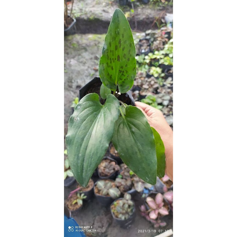 keladi tikus herbal