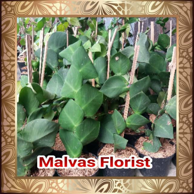 Tanaman hias - bibit bunga rambat lexy