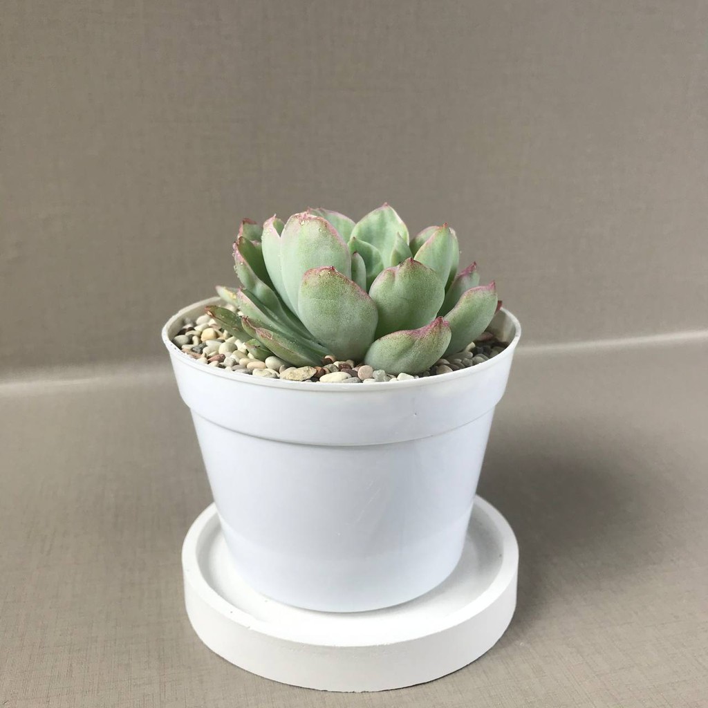 Kaktus Sukulen (Echeveria Lemon &amp; Lime Var) Tanaman Hias Hidup