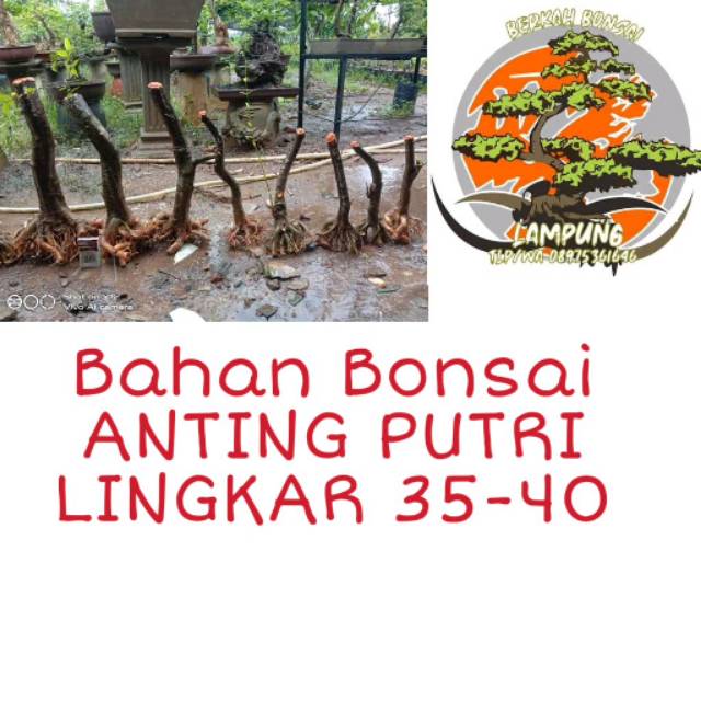 Bahan Bonsai Anting Putri Jumbo