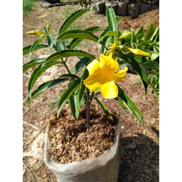 Bunga Alamanda kuning