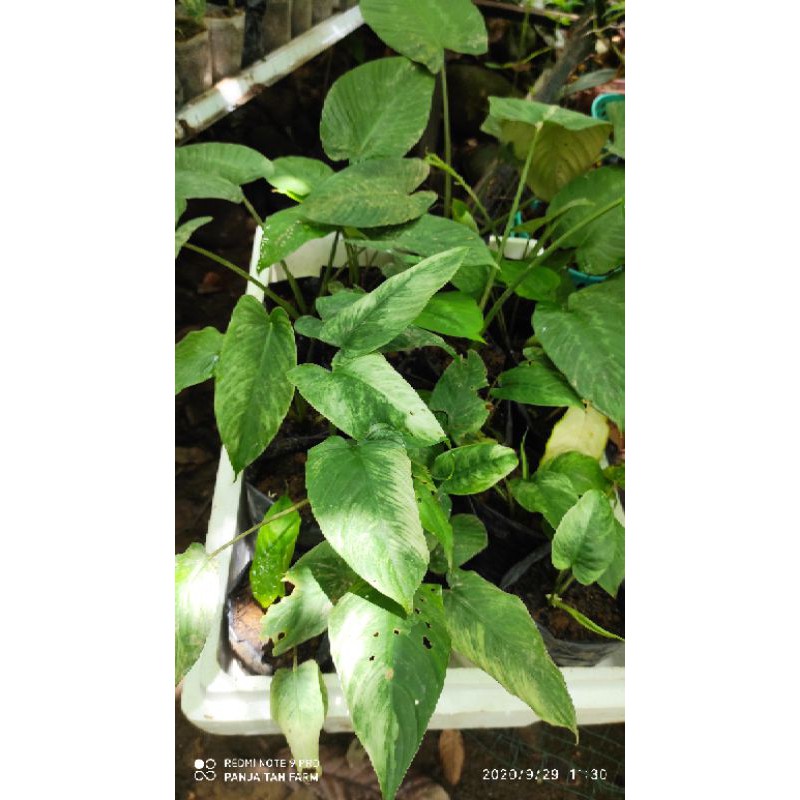 schismatoglottis sp varigata