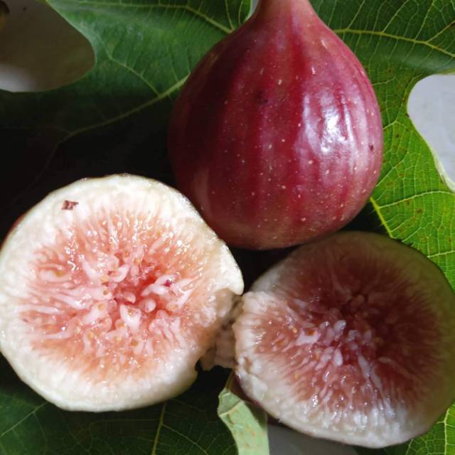

Bibit buah tin jenis SRH(super red hibrid)