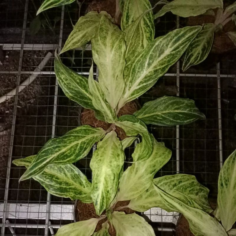 bunga aglonema sunset white