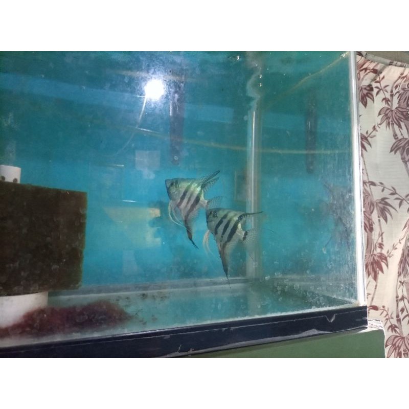 sepasang indukan manfish blue Pinoy produktif