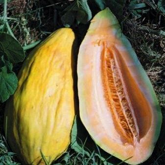 Benih-Bibit Melon Banana Muskmelon (Haira Seed)