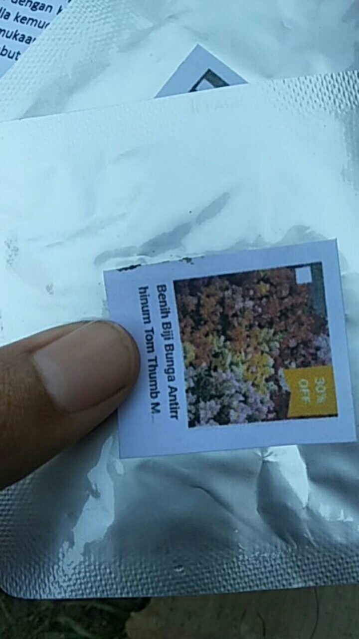 Benih Biji Bunga Antirrhinum Tom Thumb Mixed (very Easy To Grow)