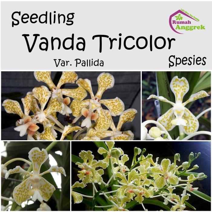 Seedling Vanda Tricolor var. Pallida Spesies suavis alba Anggrek Bibit Langka Rare