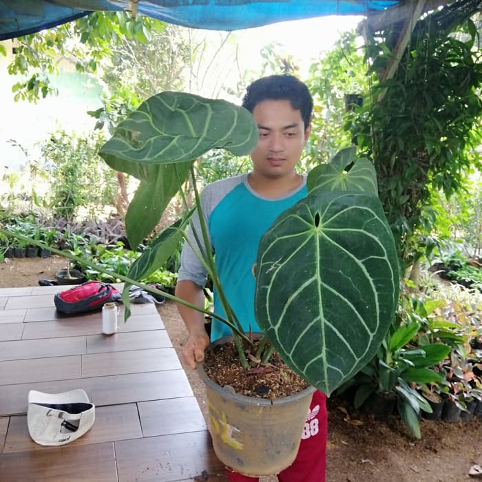 Tanaman Hias Anthurium Kuping Gajah Giant Besar Cristalium Shopee Indonesia