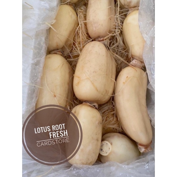 

Lotus Root Akar Teratai Import Fresh Segar - 500 Gram