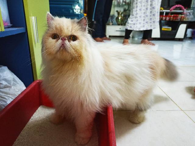 Kucing Persia Peaknose Super Quality Show Khusus Pulau Jawa Shopee Indonesia