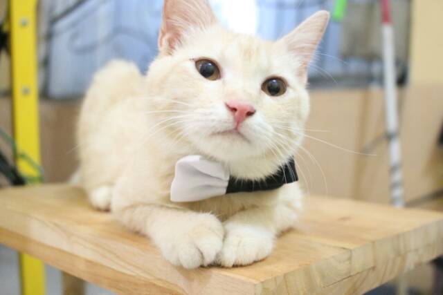 Dasi kupu-kupu black half bowtie untuk kucing dan anjing / baju kucing termurah se indonesia