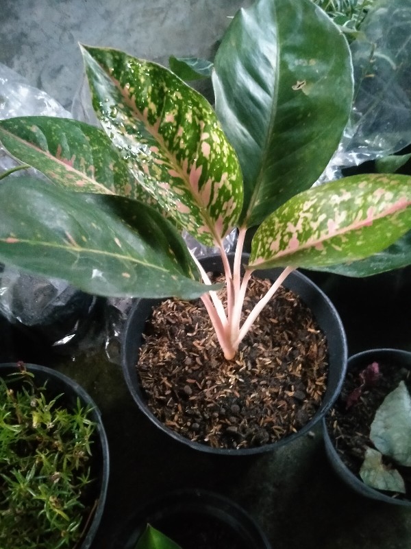 Tanaman Hias Aglonema Big Roy / Lulaiwan