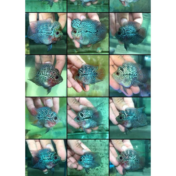 IKAN LOUHAN BONSAI / IKAN LOHAN SHORTBODY