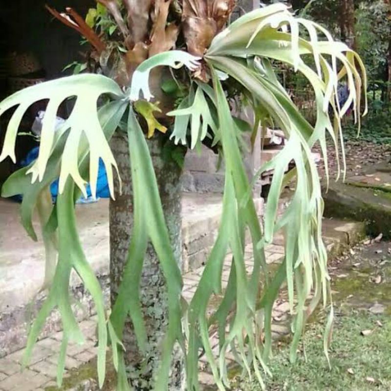 anggrek tanduk rusa jumbo