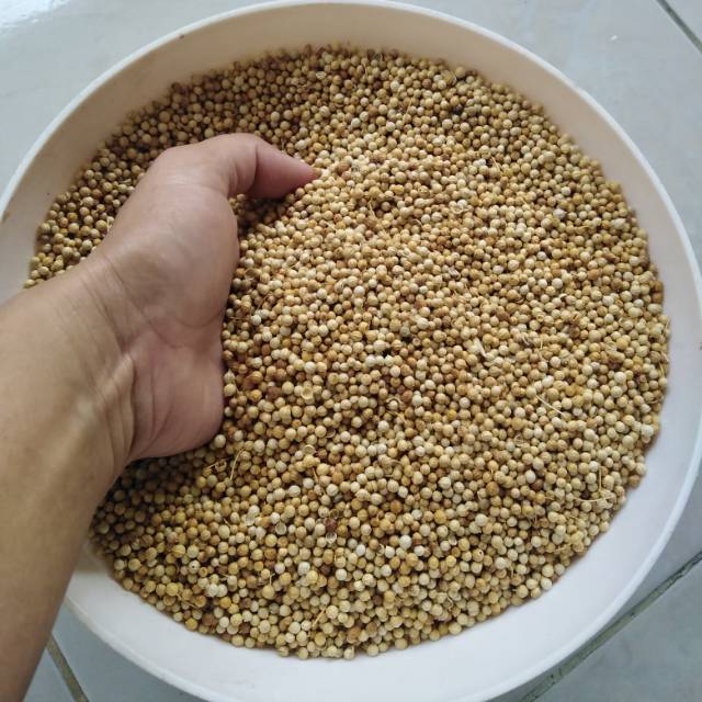 

Biji ketumbar pilihan