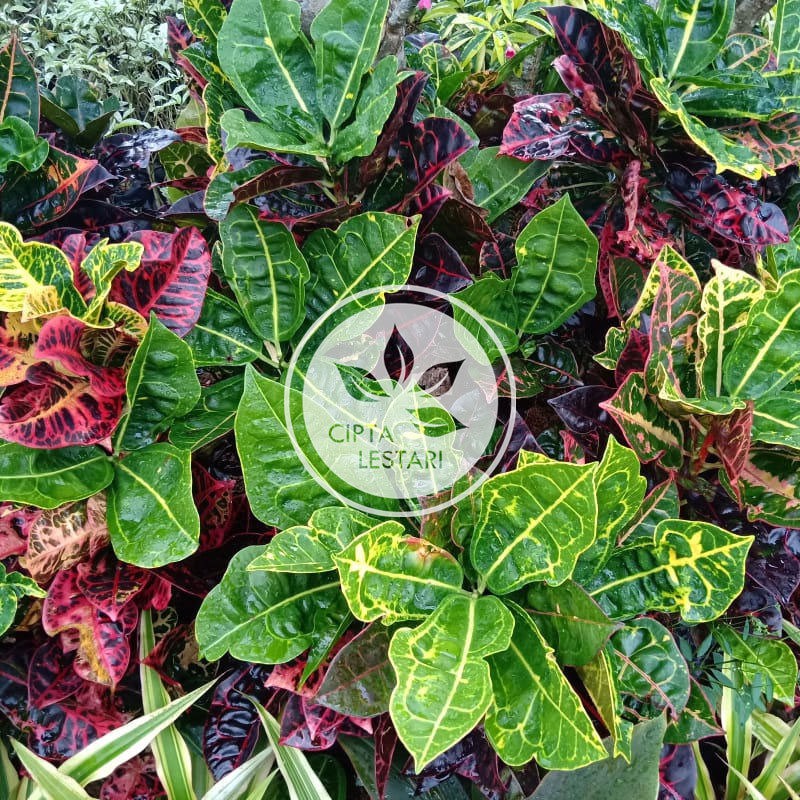 Bibit Pohon Puring Kura Bibit Tanaman Puring Kura Bibit Bunga Puring Kura