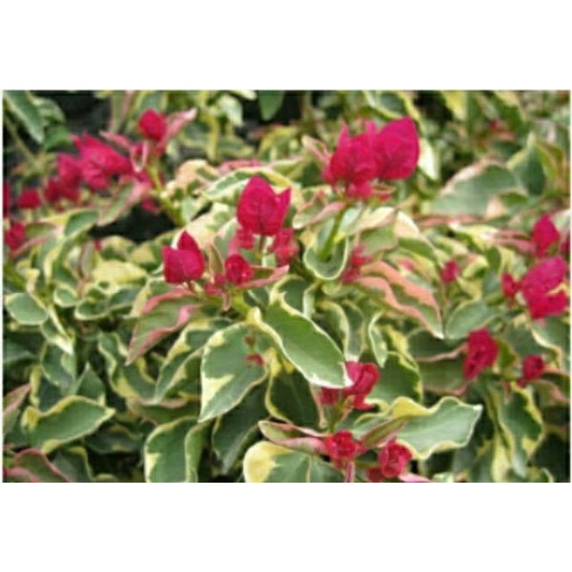 Bugenvil varigata Merah/Ungu/Putih