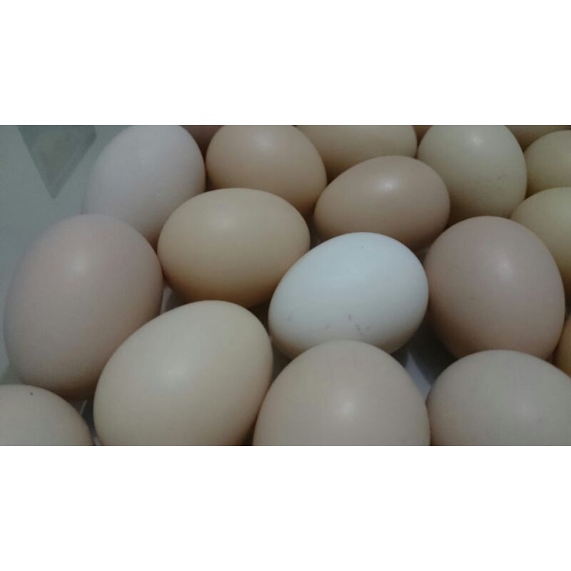 Telur Tetas (Fertil) Ayam Kampung Super KUB 2 (Galur Murni BALITBANGNAK) FREE BIAYA PACKING