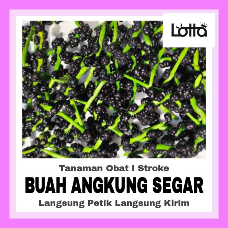 BUAH ANGKUNG / BUAH ANGKUNG SEGAR / OBAT STROKE