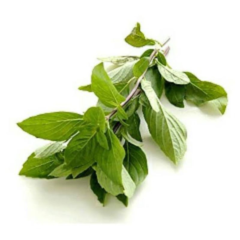 

Daun Thai Basil / Kemangi Thailand
