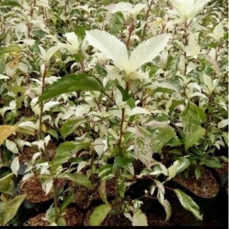 tanaman bunga sepatu variegata - pohon bunga sepatu variegata - bunga sepatu hias