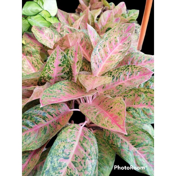 PROMO...!!! aglonema Big Roy/Aglonema Big Roy/Aglaonema lulaiwan dewasa