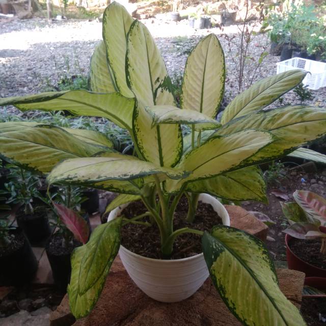 Aglonema tisu
