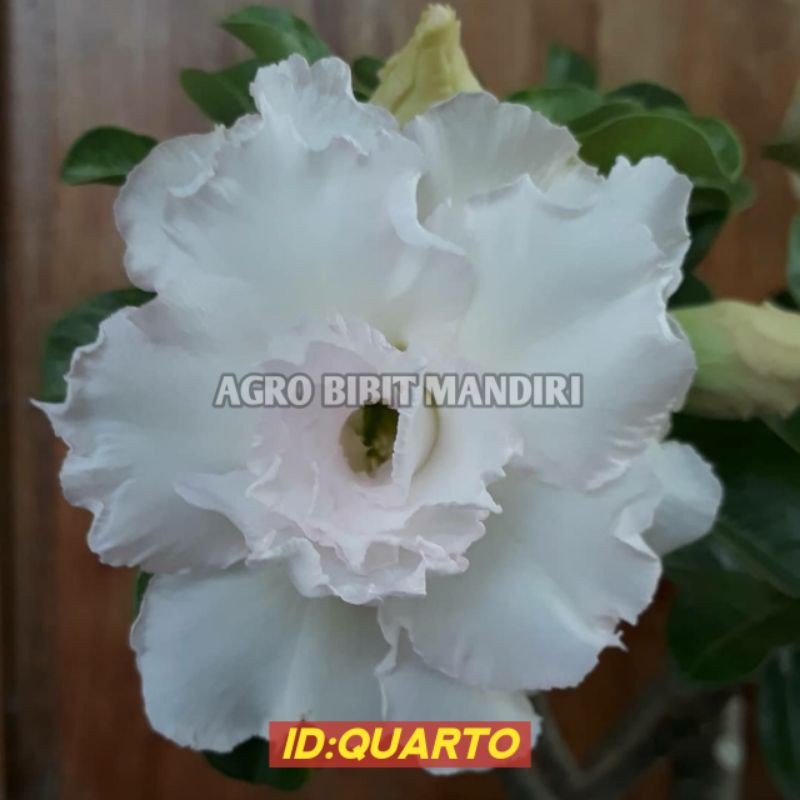 

ADENIUM TUMPUK ID QUARTO