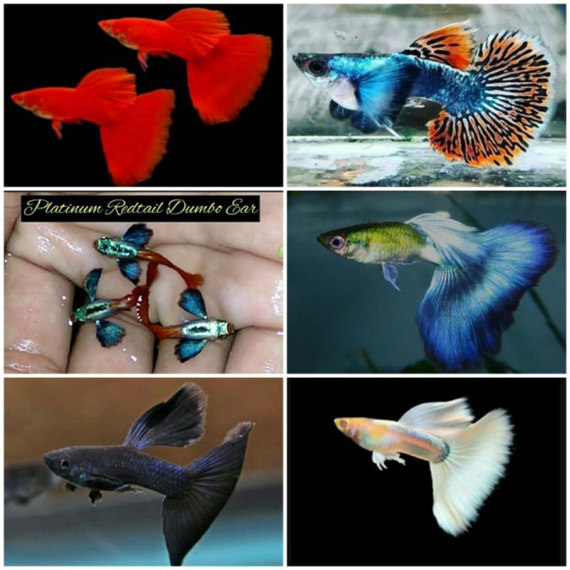 paket murah ikan guppy hias 6 jenis isi 12 ekor
