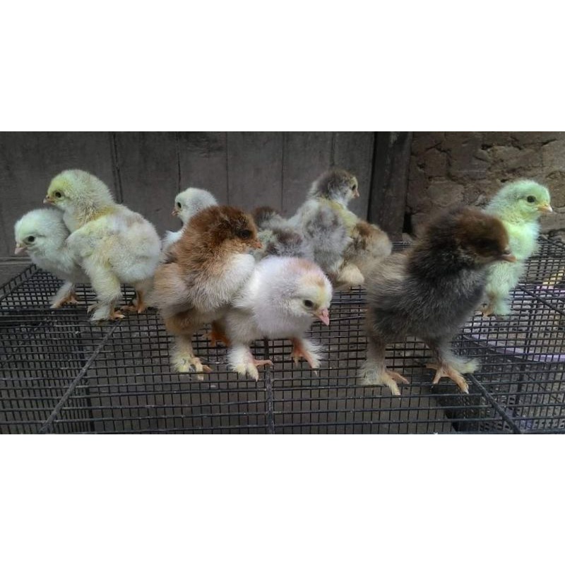 anak ayam Brahma (pengiriman hanya daerah Jabodetabek saja)