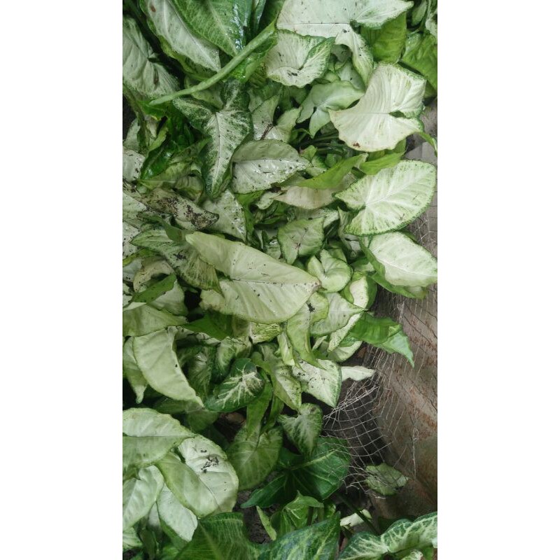 aglonema liliput (bunga keladi)