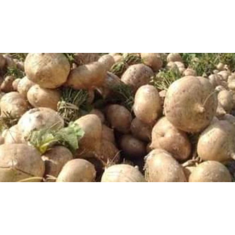 

Bengkuang/bengkoang fresh 1kg/BUAH BENGKUANG FRESH