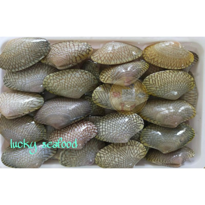 

KERANG BATIK HIDUP 1000 GRAM