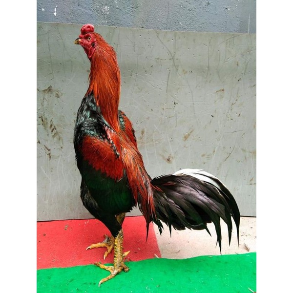 brima x bangkok.bangkok x mangon. pakyo x bangkok