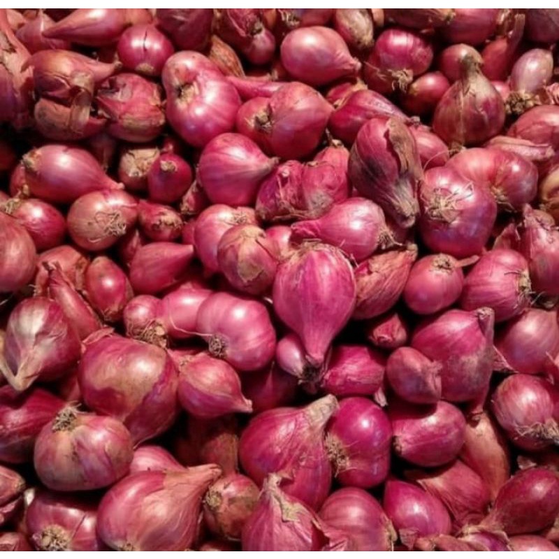 

bawang merah sedang