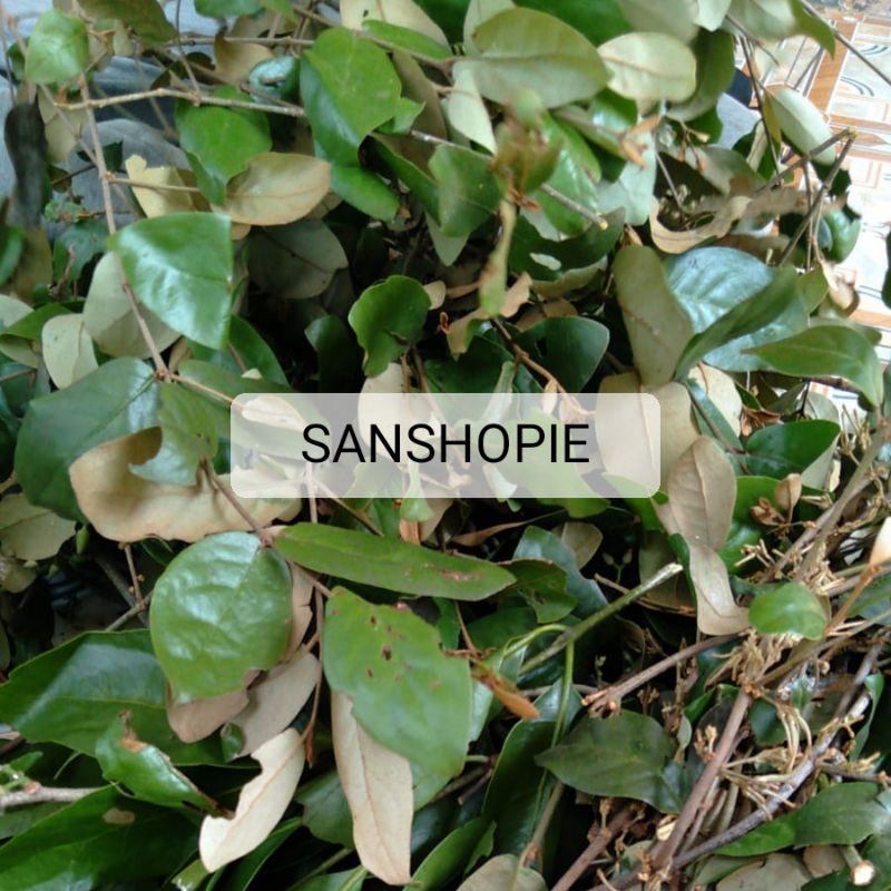 

Benalu Kelor Segar petik langsung 1 kg