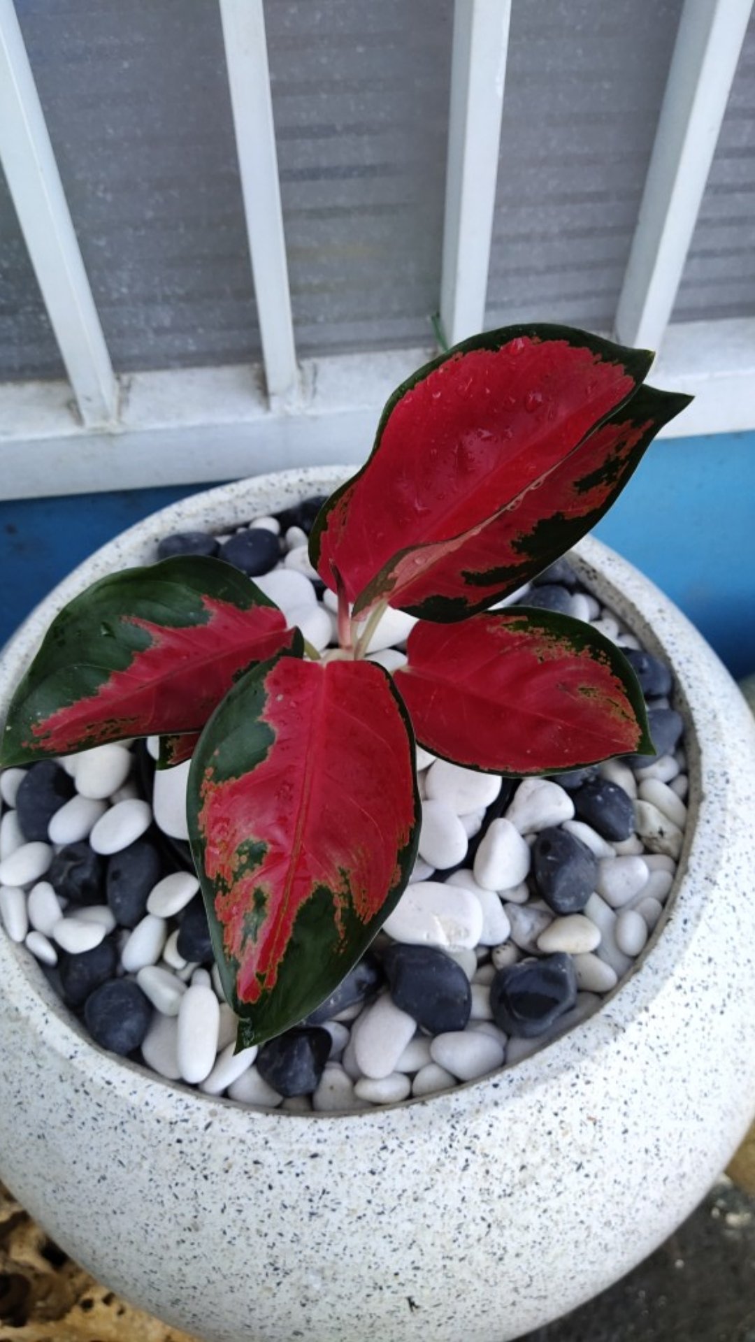 Aglonema Suksom Jaipong Stang Pendek Tanaman Hias Aglonema Suksom Jaipong Stang Pendek Tanaman Hias