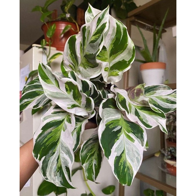 Tanaman Hias Calathea White Fusion - Calathea Tissue