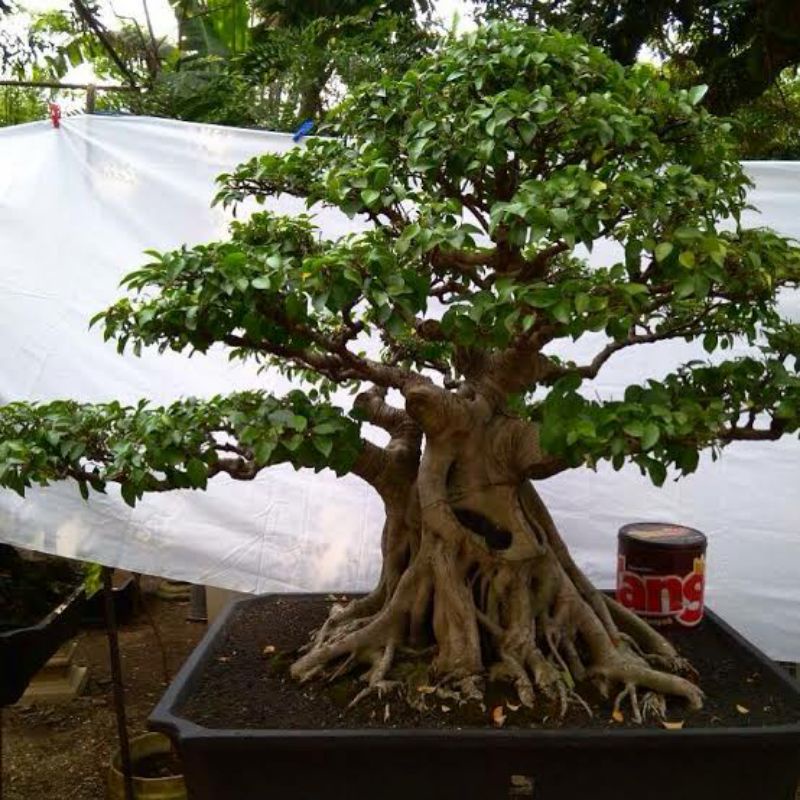 Bibit ficus-beringin spreh-iprik tanaman peneduh-bahan bonsai