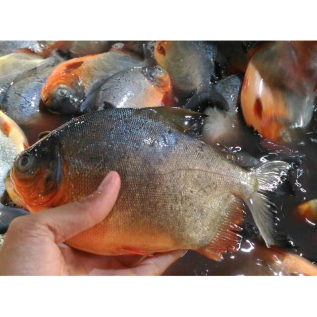 

Bawal Danau segar