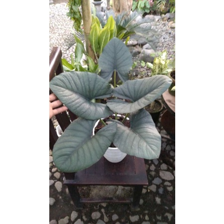 alocasia reginae