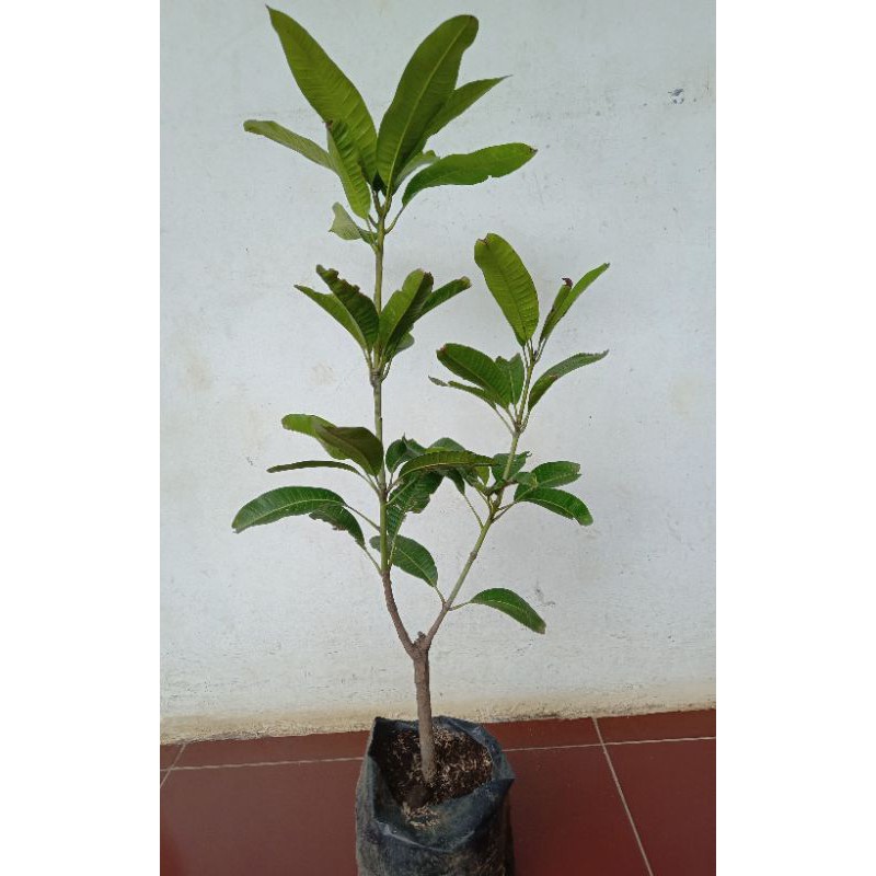 pohon mangga manalagi