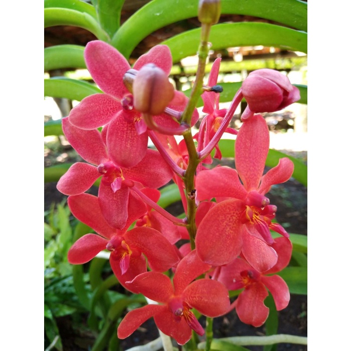 vanda mokara merah