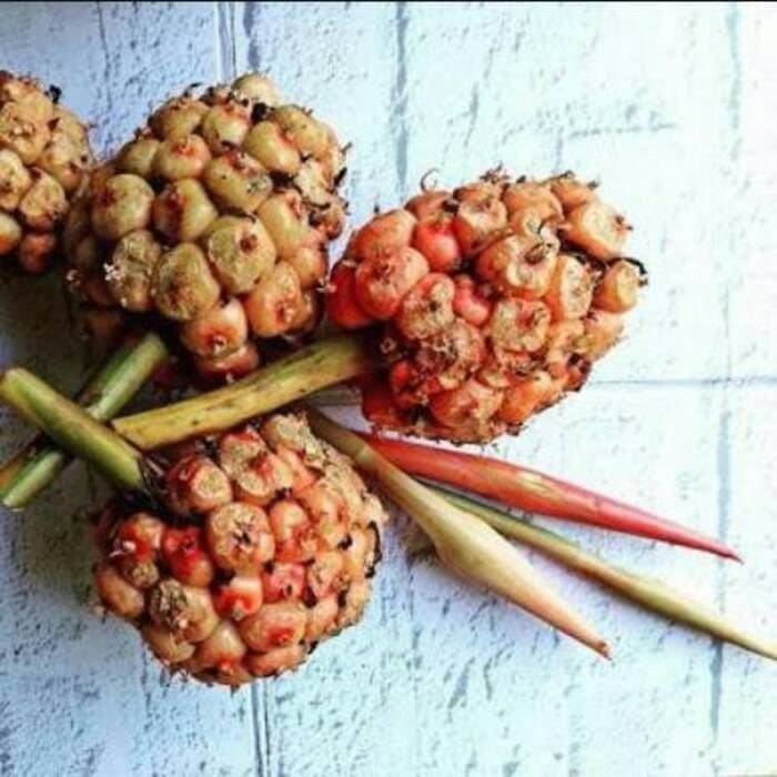 

BUAH KECOMBRANG SEGAR 500 gram HONJE ATAU ASAM PATIKALA