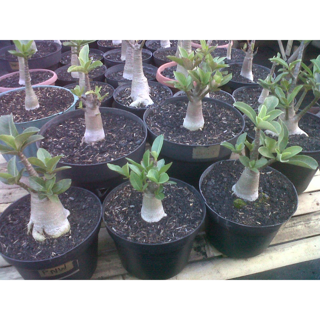 Адениум черный дракон