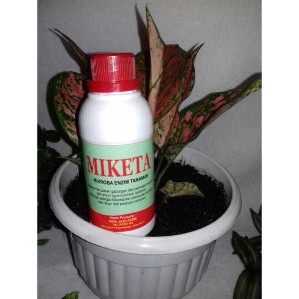 MIKETA (Mikroba Enzim Tanaman) pupuk organik cair